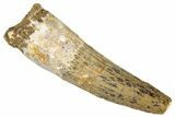 Fossil Spinosaurus Tooth - Real Dinosaur Tooth #305621-1